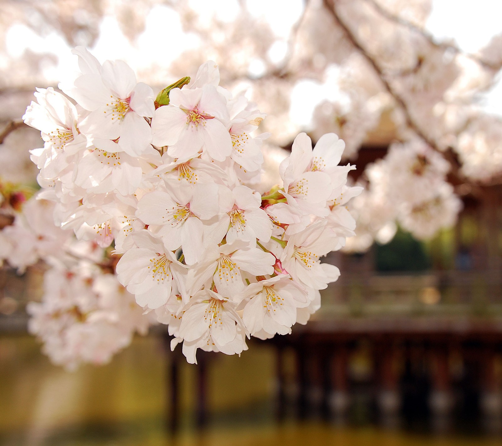 There is a close up of a bunch of white flowers (flowers, white)