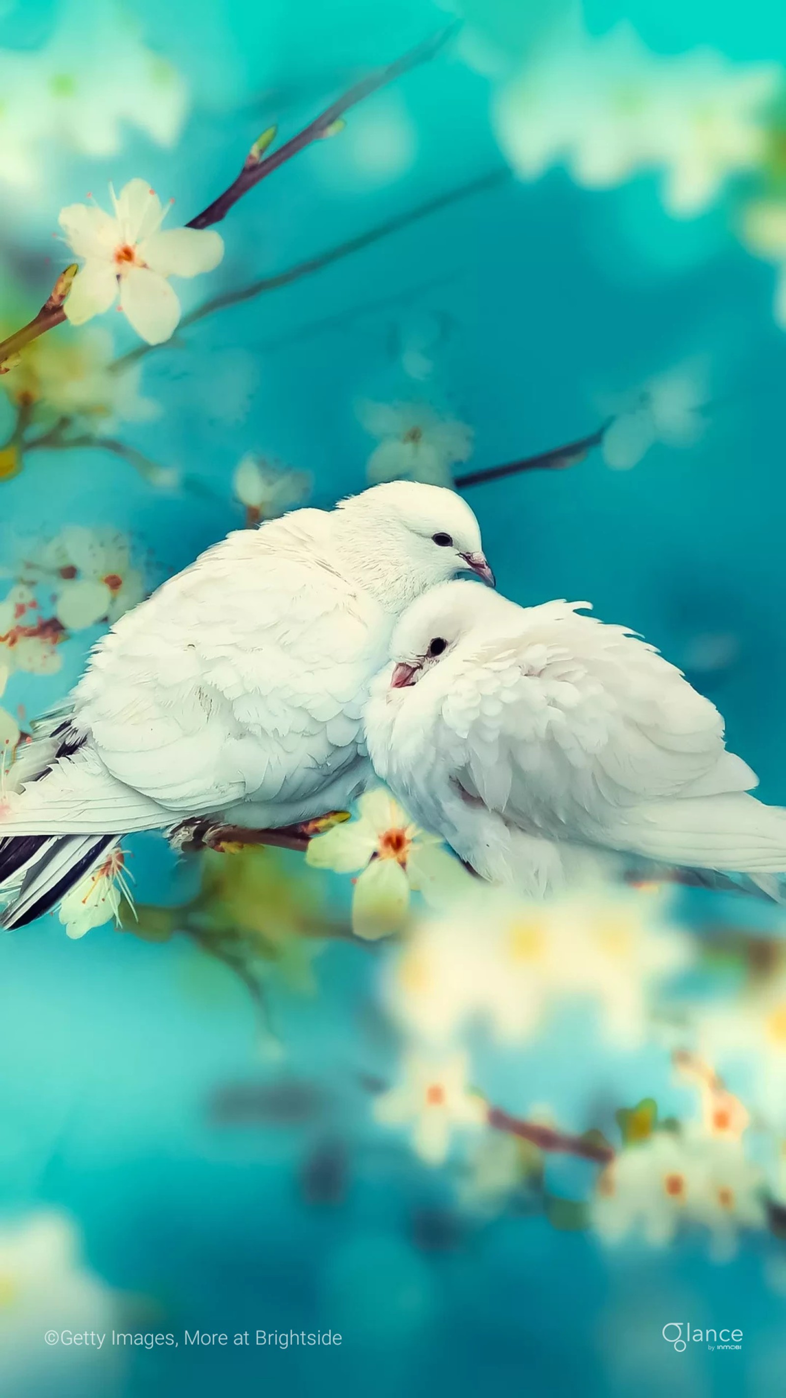 Two white birds sitting on a branch of a tree with white flowers (birds, crow, flower, green, hd)