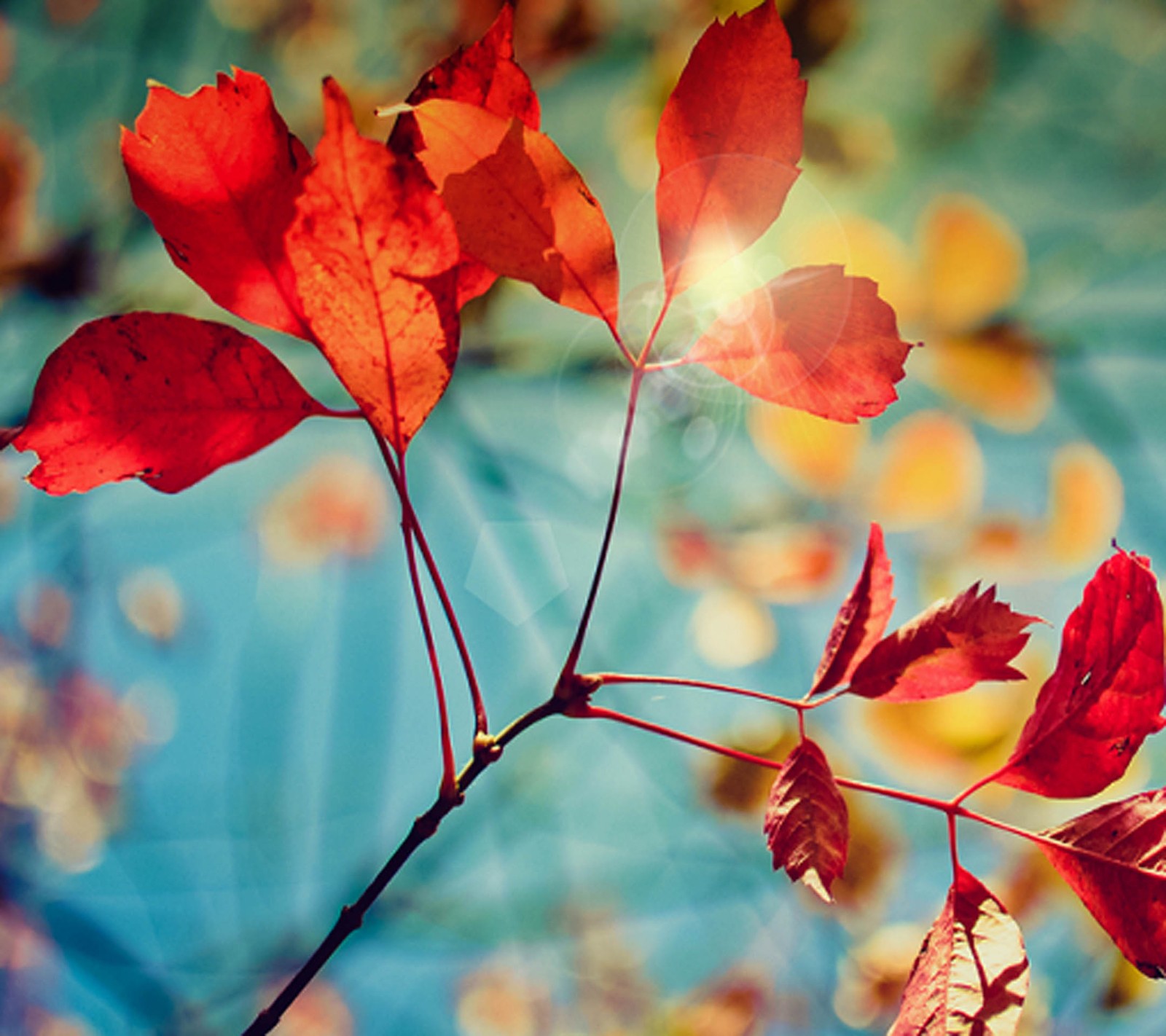 Ein rotes blatt auf einem zweig mit einem blauen hintergrund (abstrakt, liebe)