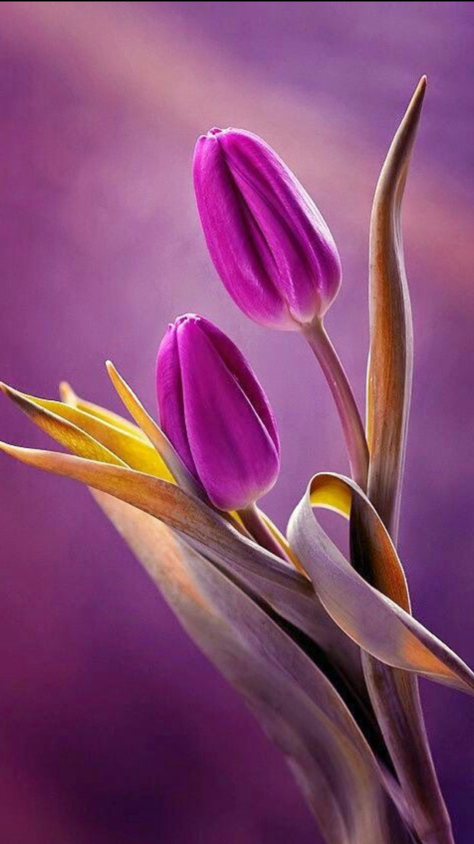 Purple tulips are in a vase with a purple background (flower, leaf, nature, pink, tulip)