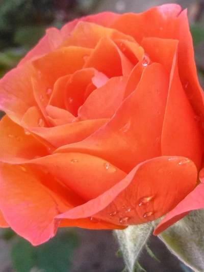 Rosa naranja vibrante con gotas de rocío