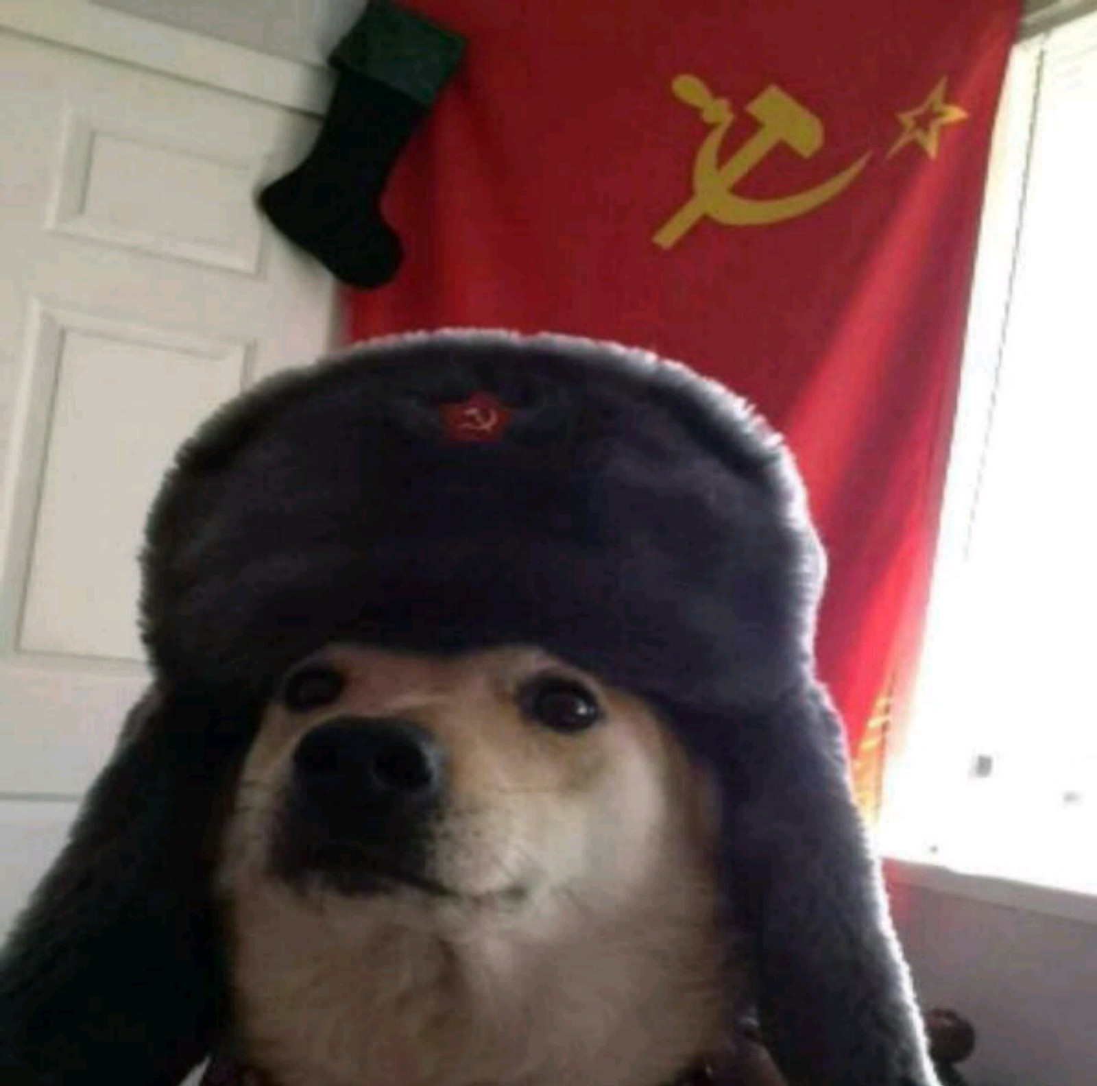 Ein arafed hund mit einem hut, einem hammer und einem aufkleber (comrade, hund, kommunismus, sowjetunion, udssr)