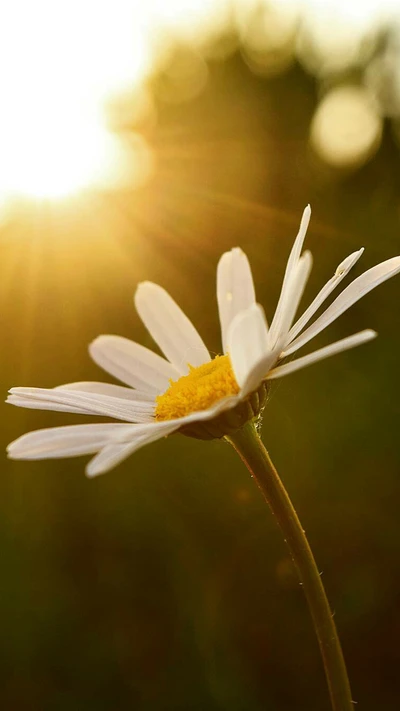 gänseblümchen, blume, natur, sonnenuntergang