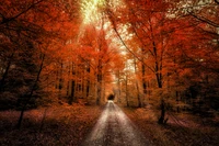 autumn forest, passage, dirt road, seasons, landscape wallpaper