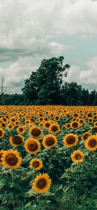 Vibrant Sunflower Field Under a Cloudy Sky