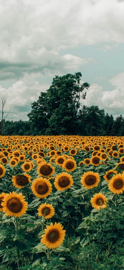 Lebendiges Sonnenblumenfeld unter einem bewölkten Himmel