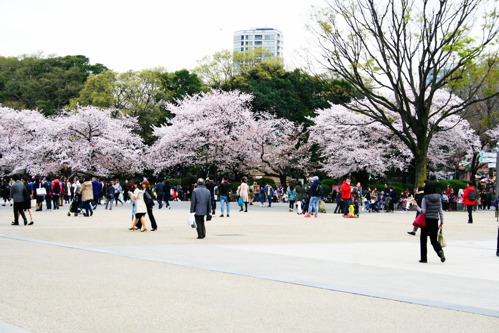 Menschen spazieren in einem park mit blühenden kirschbäumen (kirschblüte, blüte, blume, frühling, baum)