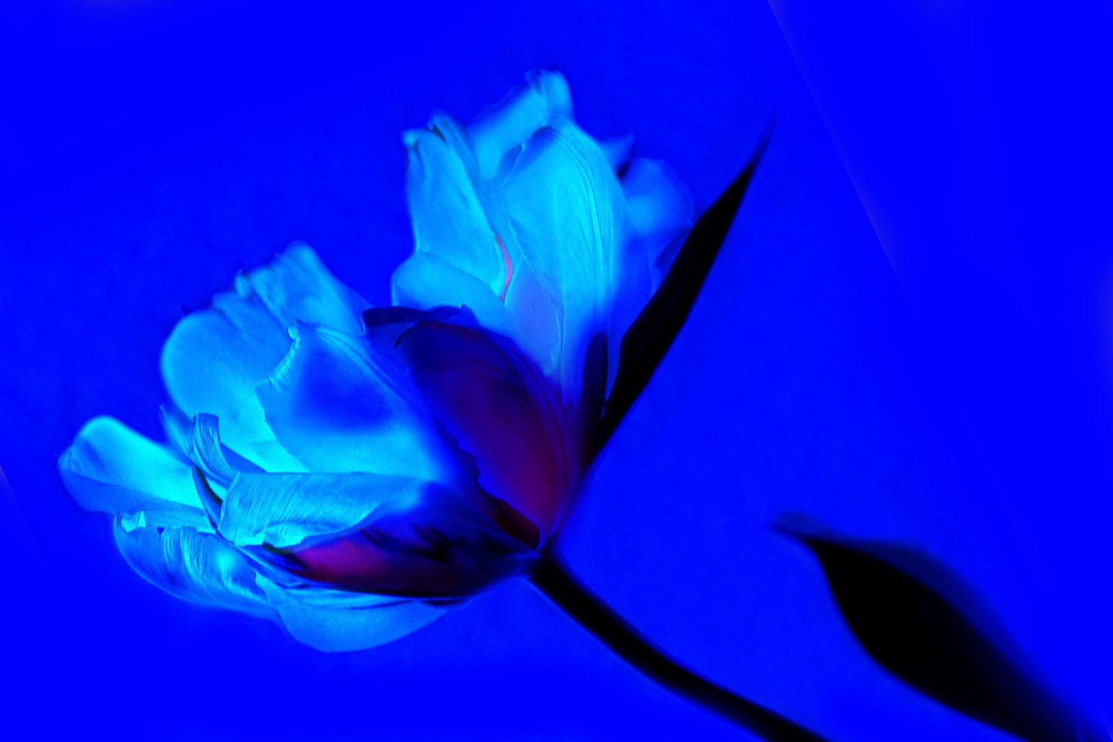 Une fleur bleue avec une tige au milieu (tulipe, fleur, bleu, pétale, violet)