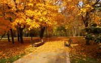 herbst, baum, blatt, natur, laubabwerfend