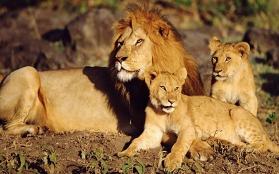 Orgulhoso leão masai com filhotes brincalhões na selva