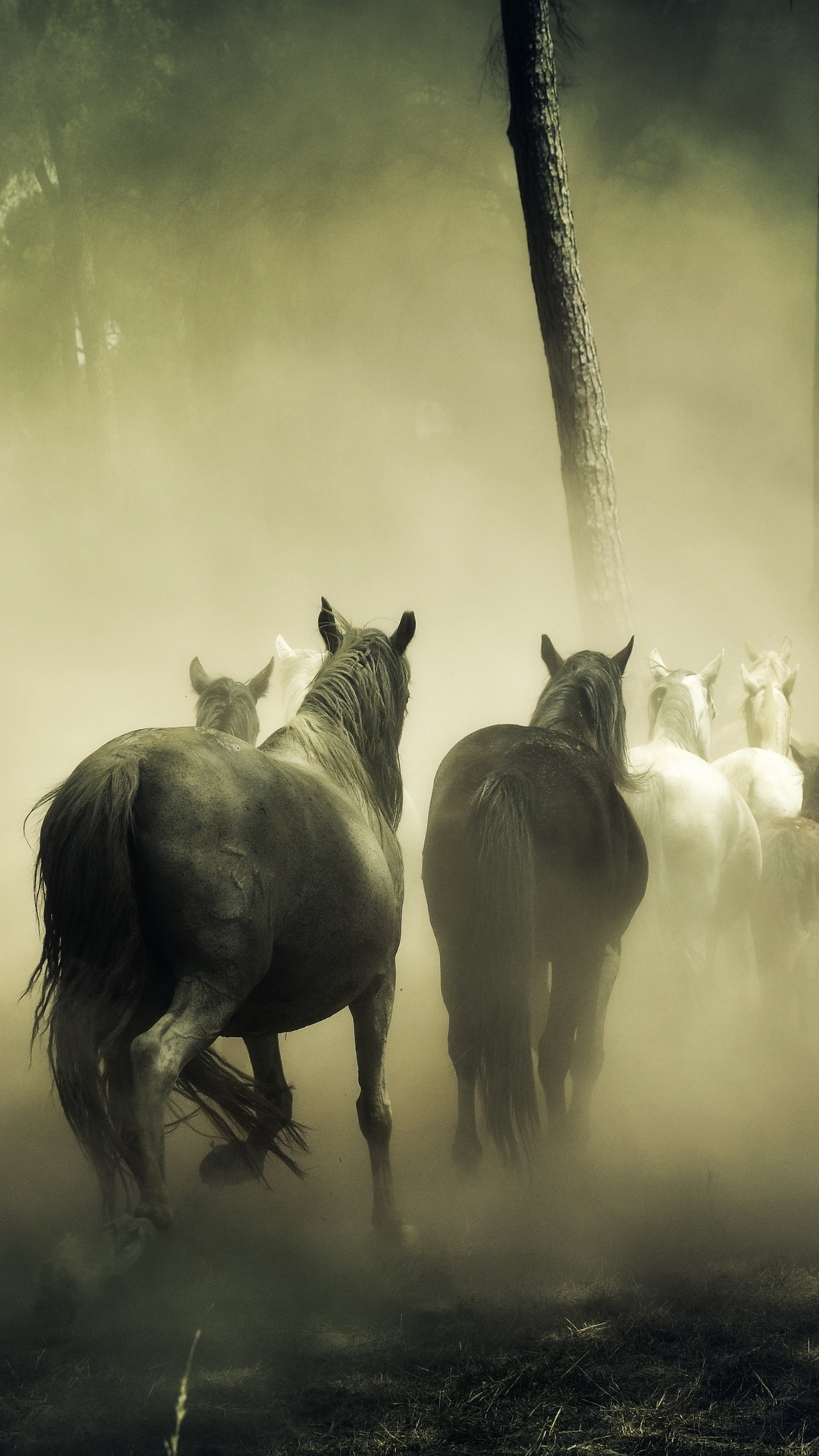 Cavalos correndo na poeira em uma floresta com árvores (cavalo, garanhão, atmosfera, luz solar, juba)