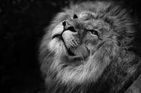 Majestuoso león masai en impactante primer plano en blanco y negro