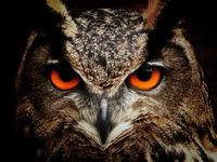 Close-up of a fierce-looking owl with striking orange eyes and detailed plumage, embodying the essence of a powerful bird of prey.