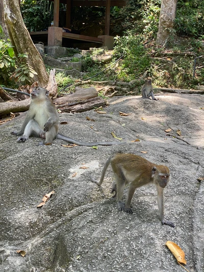 Les macaques fouillent sur un terrain rocheux dans leur habitat naturel.