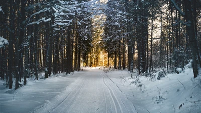 nieve, árbol, naturaleza, bosque, congelación