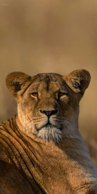 Majestic Masai Lion: A Close-Up of Strength and Grace