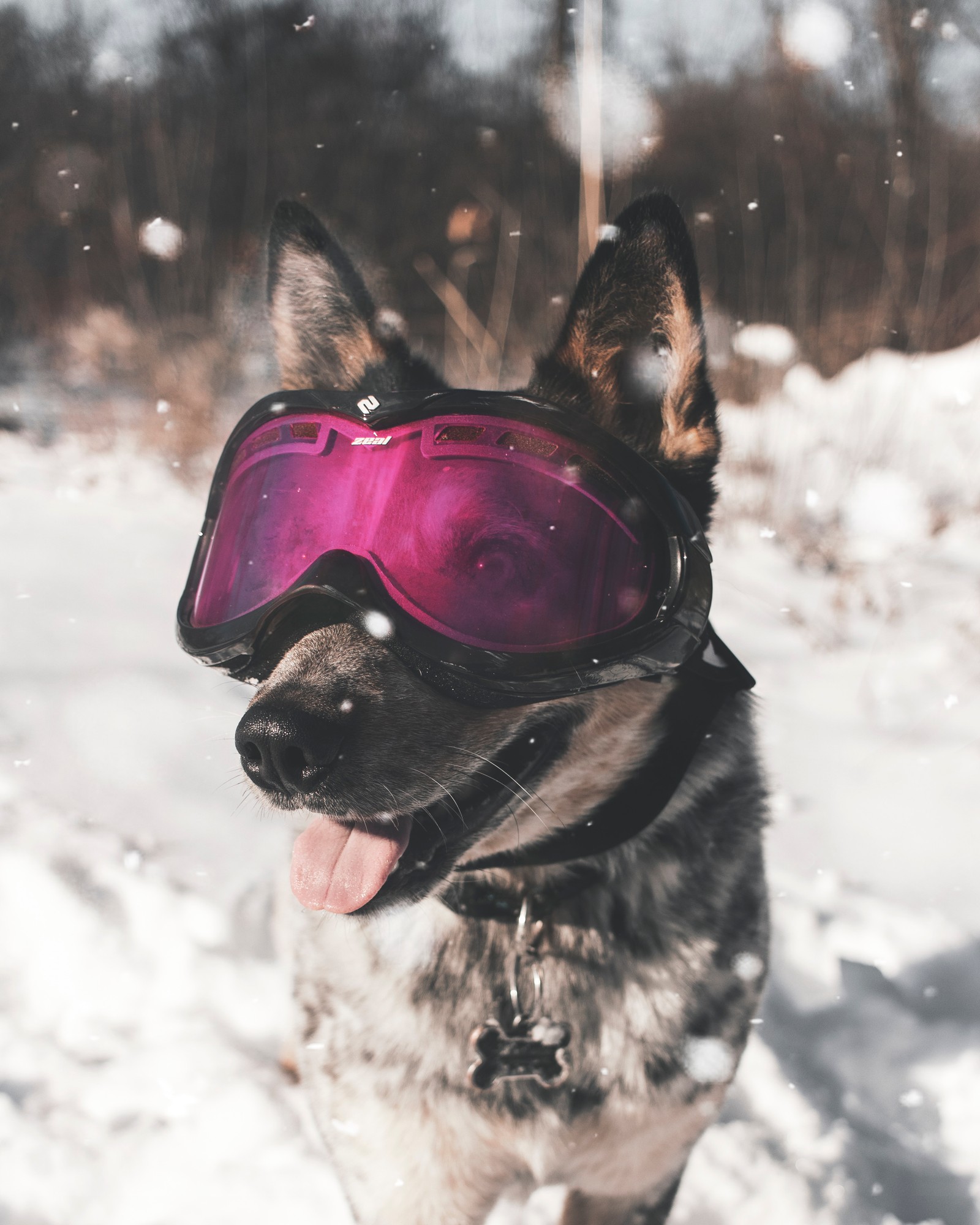 Un perro aromático usando gafas en la nieve con la lengua afuera (cat, gafas, perro, canidae, raza de perro)