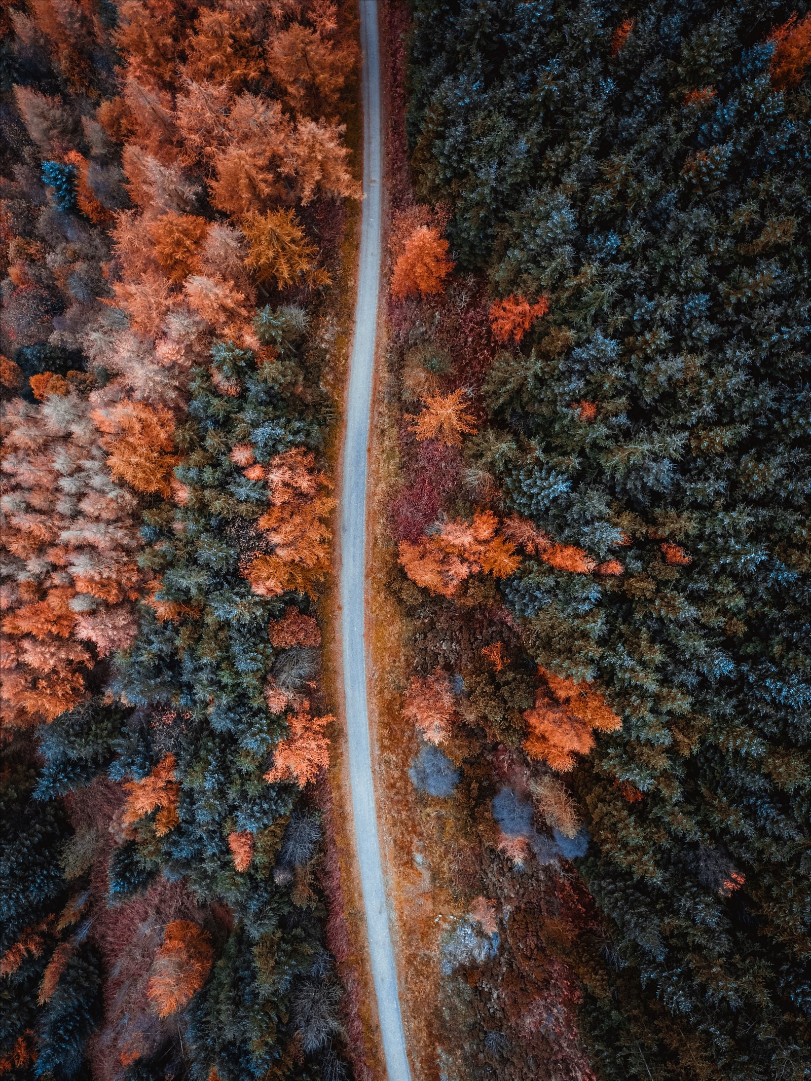 Descargar fondo de pantalla otoño, naranja, marrón, hoja, árbol