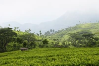 Exuberantes plantaciones de té y colinas verdes en un paisaje montañoso brumoso.