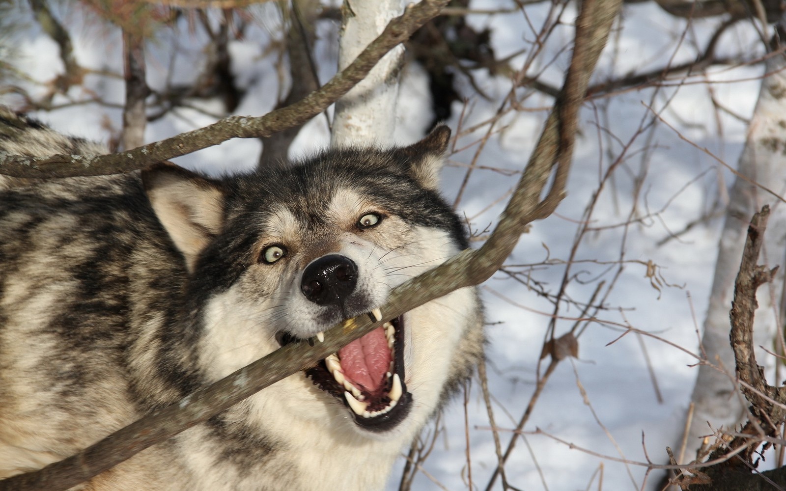 Arabischer wolf mit offenem mund in einem verschneiten wald mit zweigen (tschechoslowakischer wolfhund, wildleben, zähne, zweig)