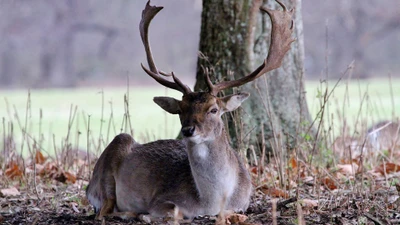 Majestuoso ciervo rojo descansando en bosques otoñales