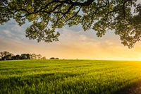 Sonnenuntergang über üppigen grünen Feldern unter einem Baumdach