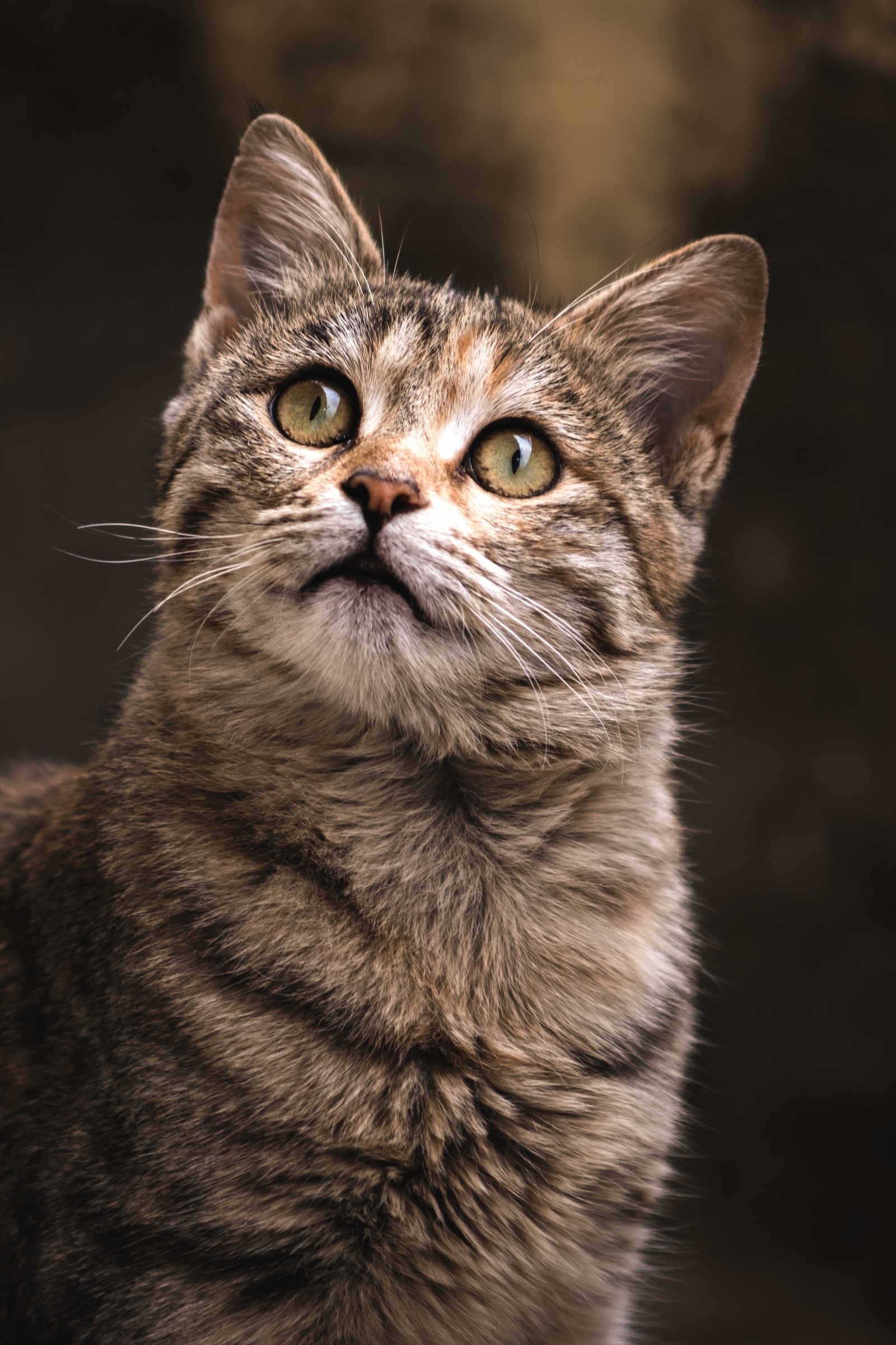 There is a cat that is looking up at something (abyssinian, great dane, felidae, tabby cat, cat)