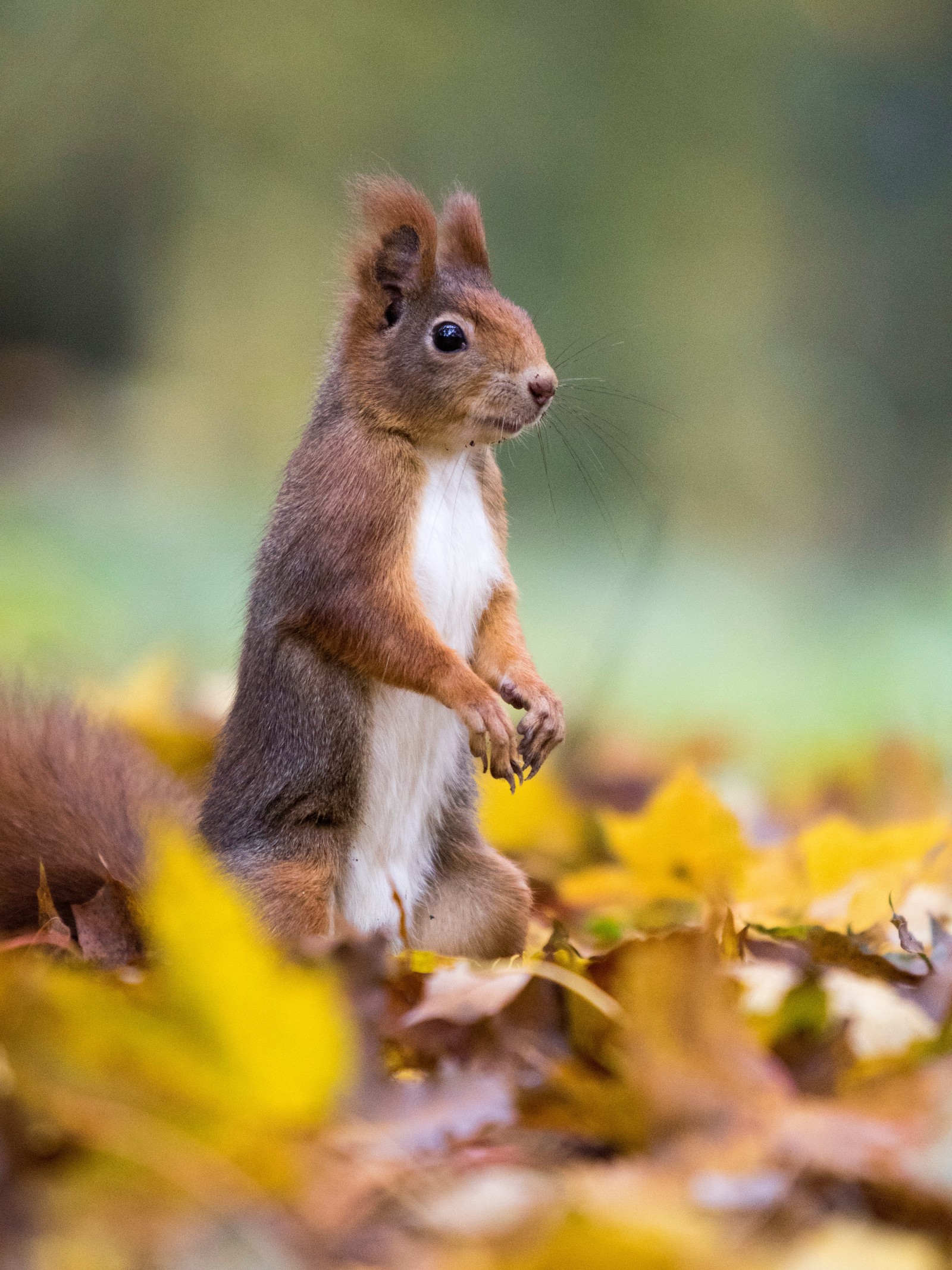 squirrel, fox squirrel, wildlife, snout, whiskers wallpaper