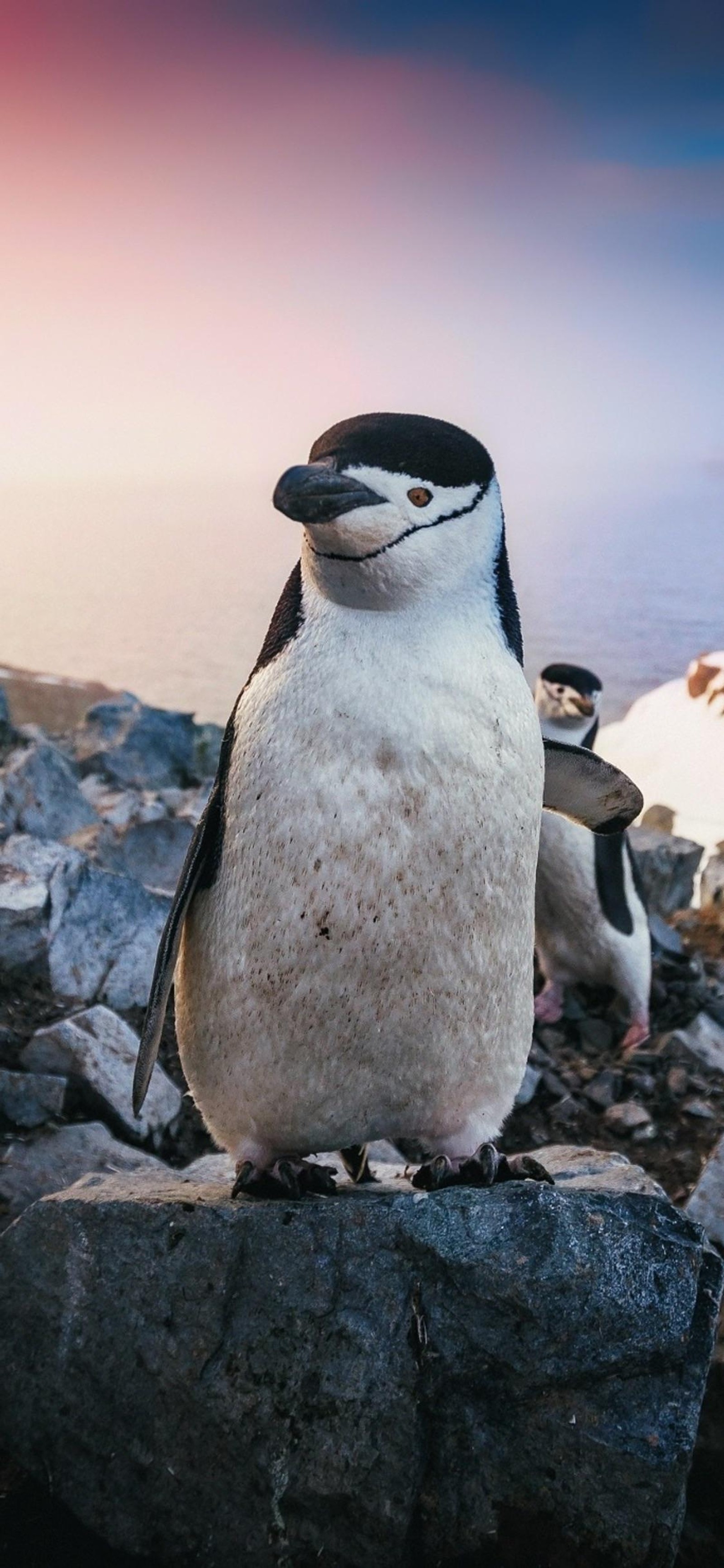 There is a penguin that is standing on a rock by the water (penguins, ios, bird, penguin, beak)