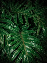 Folhas verdes exuberantes adornadas com gotas de orvalho, mostrando a beleza das plantas terrestres.