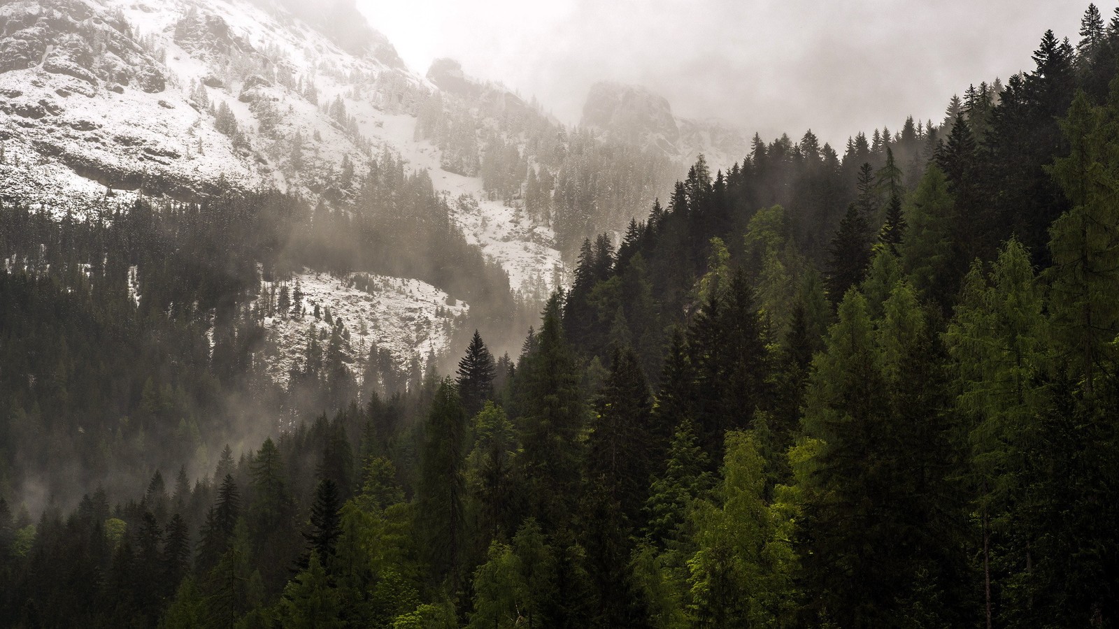 Un train qui traverse les montagnes par un jour nuageux (montagne, formes montagneuses, sauvage, chaîne de montagnes, forêt)