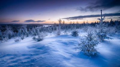 invierno, naturaleza, nieve, congelación, mañana