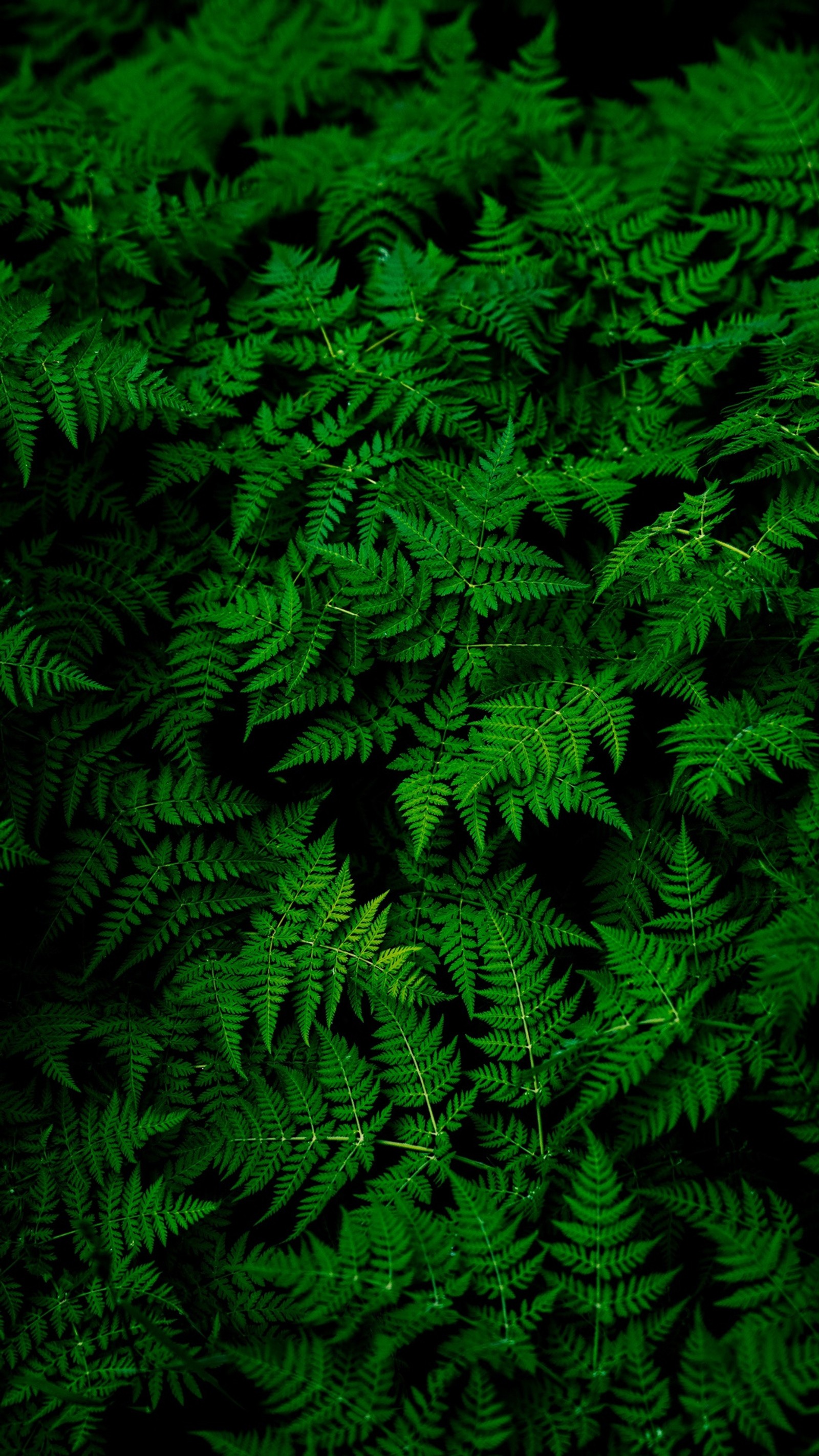 Arafed green plant with leaves in a dark room (green, hd, leaves, nature, pattern)