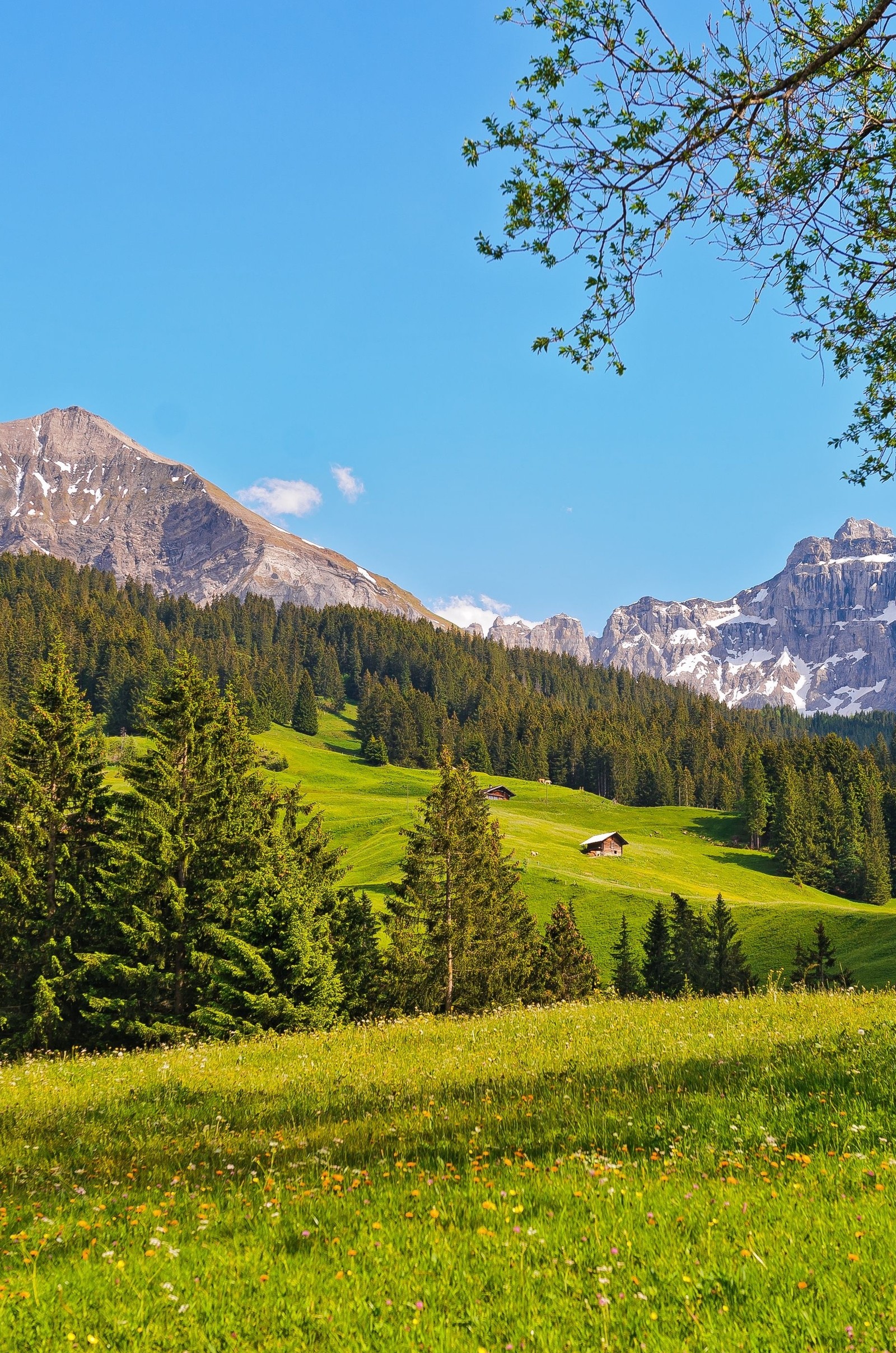 There is a green field with a mountain in the background (nature, nice)