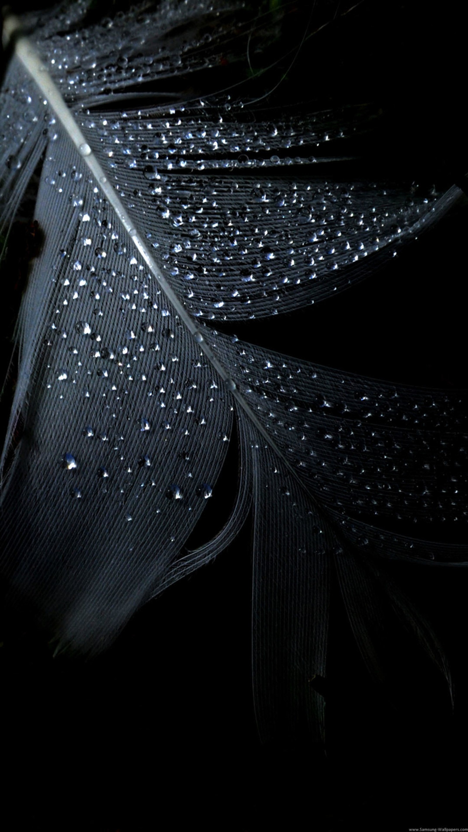 A close up of a feather with water droplets on it (black, flowers)