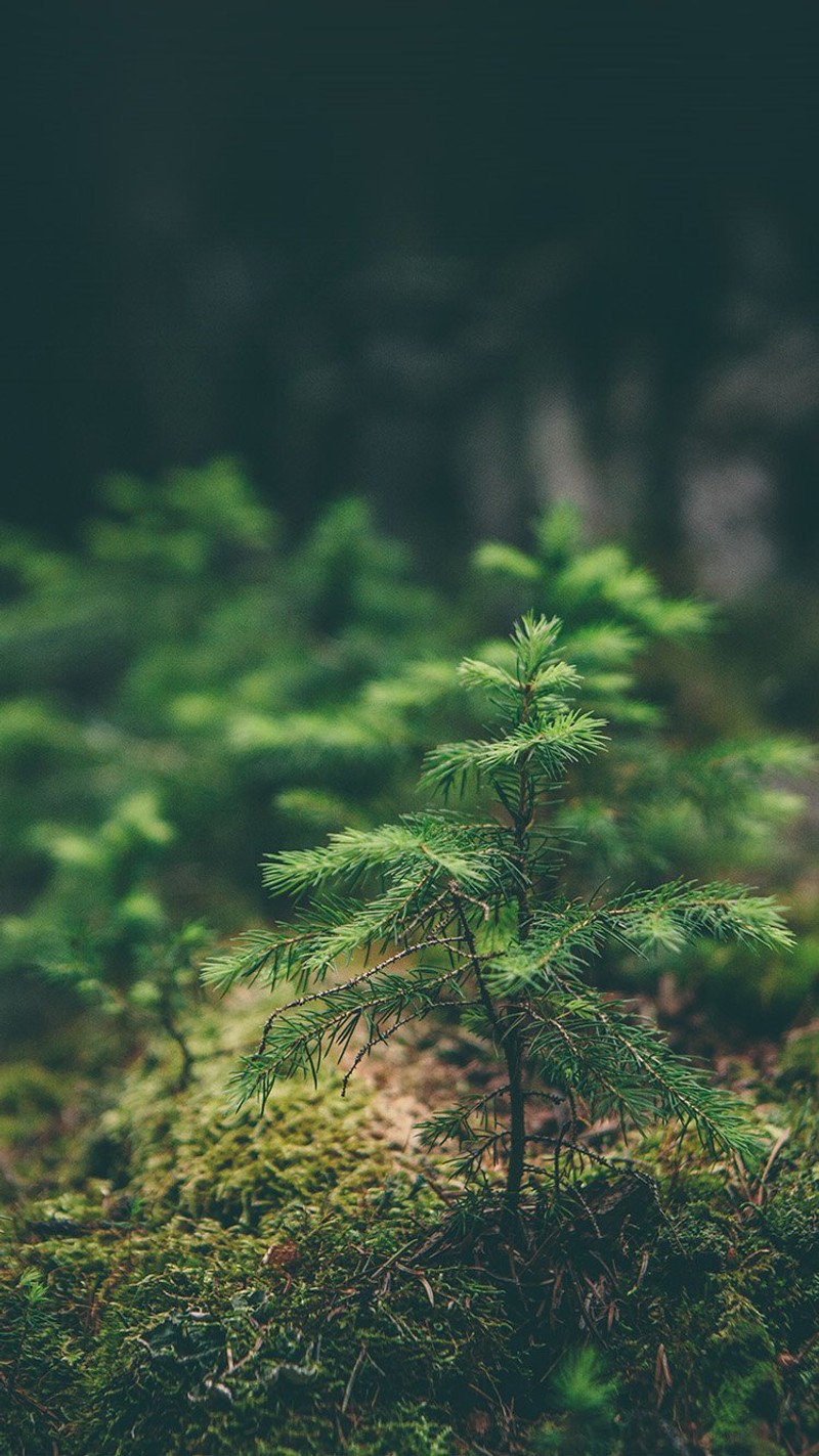 Um close de uma pequena árvore em uma floresta com musgo (floresta, natureza, árvore)