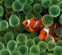 2012, clown fish, cute fish, design, hd nexus