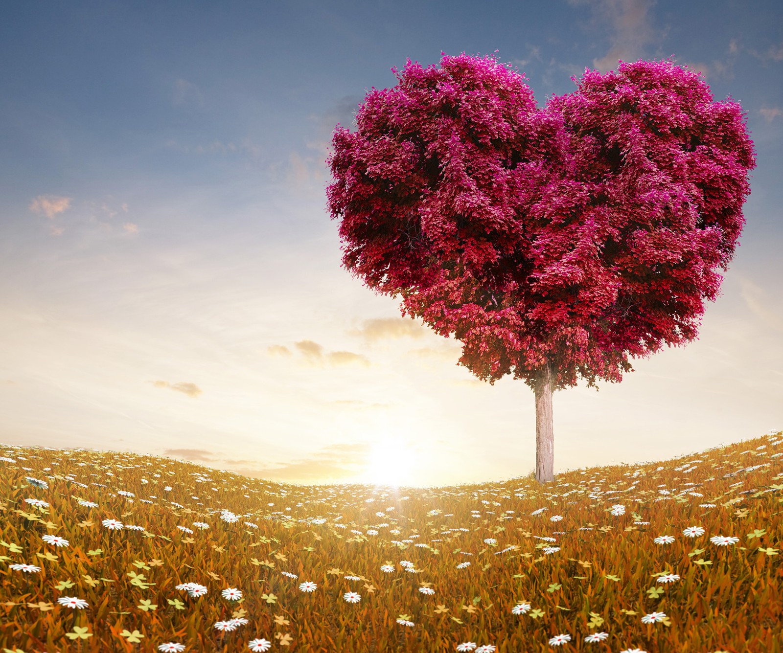 Un arbre en forme de cœur dans un champ de marguerites. (cœur, amour, naturel, nature)