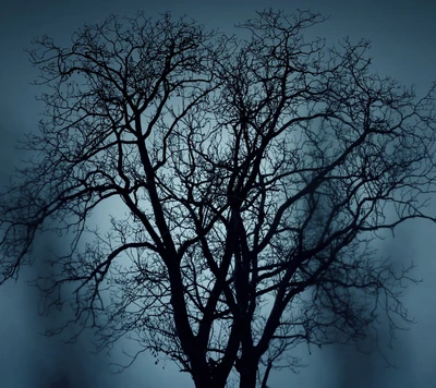 Silhouetted Tree Against a Dark Blue Night Sky