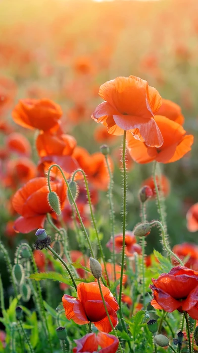 flor, naturaleza, amapola, rojo