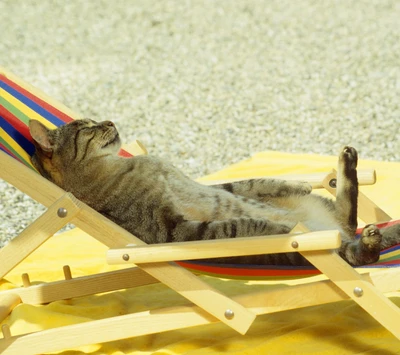 Chat relaxant profitant du soleil