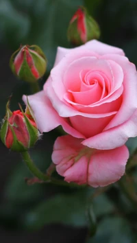 bud, burgeon, flora, flowers, nature