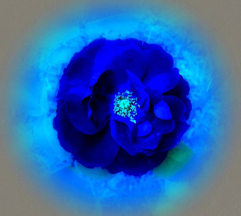 Une image arabe d'une rose bleue dans une lumière bleue (rose)