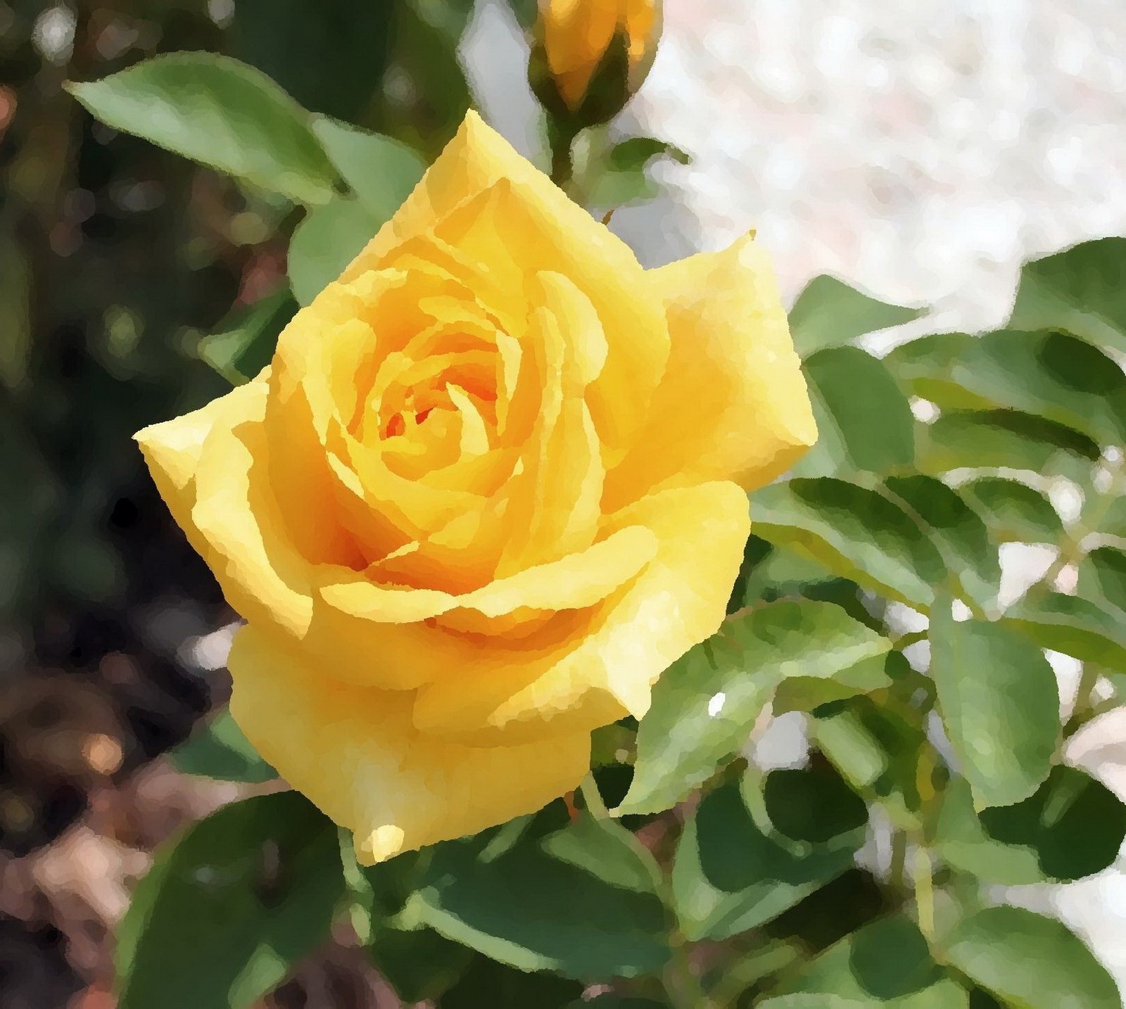 Yellow rose with green leaves in a garden with a white wall (rose, yellow)