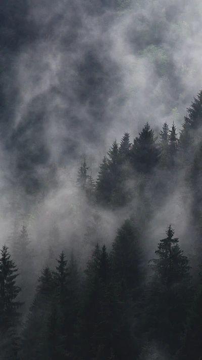 Névoa misteriosa cobrindo uma floresta escura