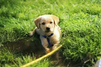 Chiot espiègle se relaxant dans un coin d'herbe