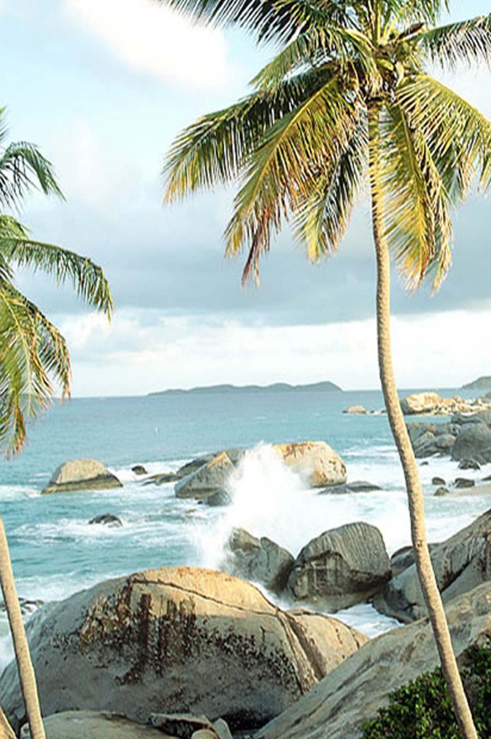 There are palm trees on the rocks near the ocean (beach, nature)