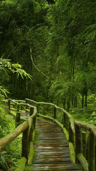 ponte, floresta, verde, selva, folhas