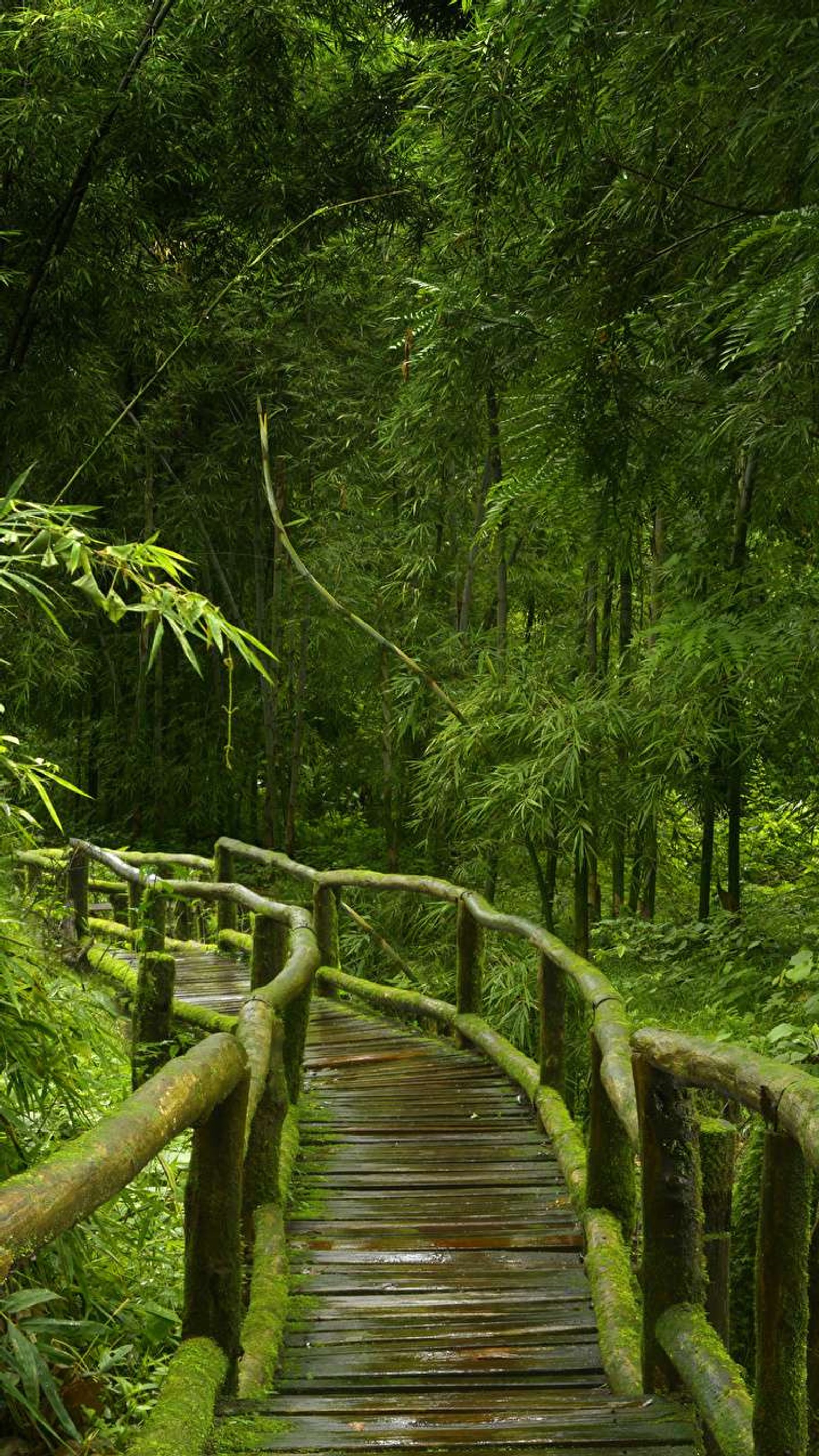 Arafed wooden walkway in a forest with a green forest (bridge, forest, green, jungle, leaves)