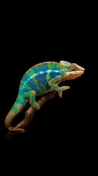 caméléon, coloré, couleurs, mur